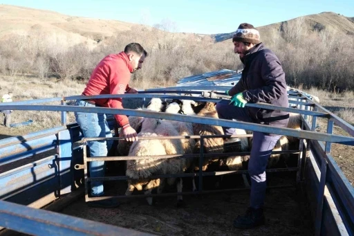 Erzincan&rsquo;da besiciler 8 aylık g&ouml;&ccedil;e başladı
