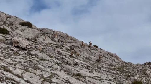 Erzincan’da dağ keçileri havadan görüntülendi
