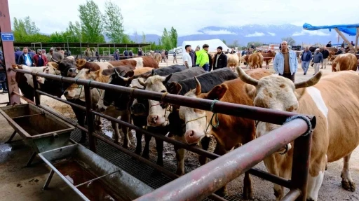 Erzincan&rsquo;da hayvan pazarı hareketlendi: Sıkı pazarlıklar başladı
