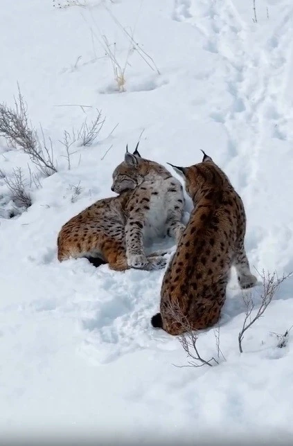 Erzincan&rsquo;da iki vaşak g&ouml;r&uuml;nt&uuml;lendi
