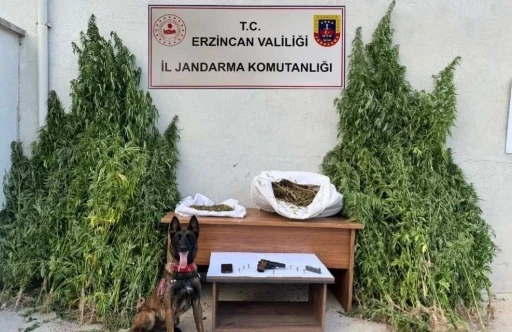 Erzincan’da jandarmadan kenevir operasyonu
