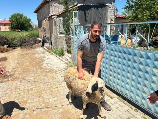 Erzincan&rsquo;da ka&ccedil;an kurbanlık koyun 1 saat sonra yakalandı
