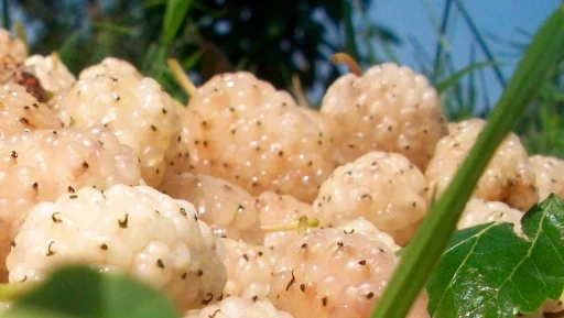 Erzincan&rsquo;da kapama dut bah&ccedil;esi kurulacak: &Uuml;reticiye y&uuml;zde 50 hibe
