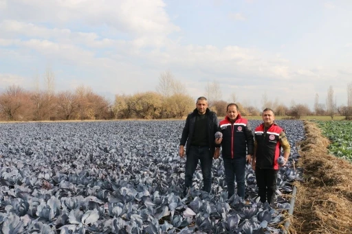Erzincan&rsquo;da kış ortasında sebze hasadı
