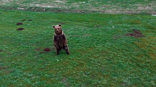 Erzincan’da kış uykusundan uyanan ayı havadan görüntülendi
