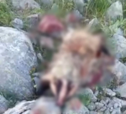 Erzincan&rsquo;da k&ouml;peklerin saldırısına uğrayan porsuk telef oldu
