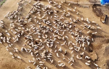 Erzincan’da koyun ve kuzuların coşkulu buluşması
