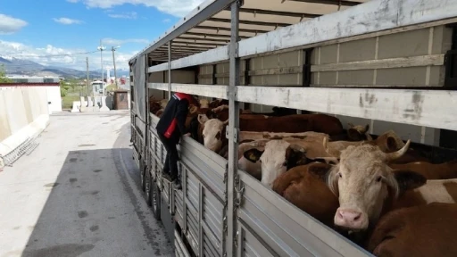 Erzincan&rsquo;da kurbanlık sevkiyatına sıkı denetim
