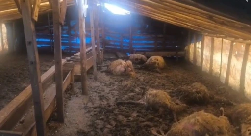 Erzincan&rsquo;da kurtlar ahıra girdi: 10 koyun telef oldu, 10 koyun yaralandı
