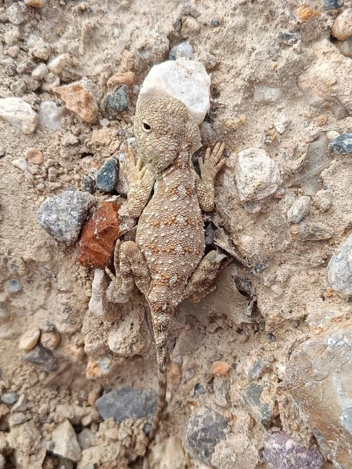 Erzincan’da nesli tükenme tehlikesi altındaki ‘Bozkır Keleri’ görüntülendi
