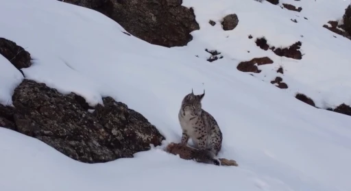 Erzincan&rsquo;da "Doğadaki Kız" nesli t&uuml;kenme tehlikesi altındaki vaşağı g&ouml;r&uuml;nt&uuml;ledi
