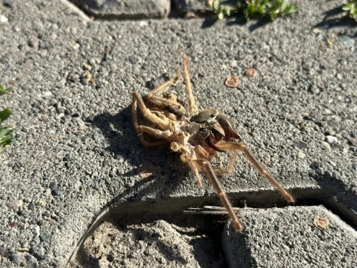 Erzincan&rsquo;da sarıkız &ouml;r&uuml;mceği g&ouml;r&uuml;ld&uuml;
