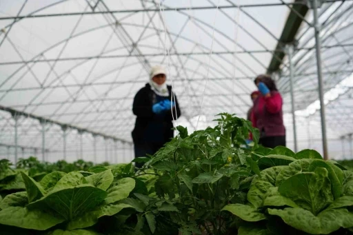 Erzincan&rsquo;da sera marulunda hasat başladı
