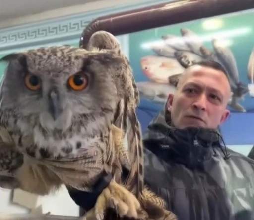 Erzincan&rsquo;da soğuktan bitkin d&uuml;şen baykuş vatandaşların duyarlılığıyla kurtarıldı
