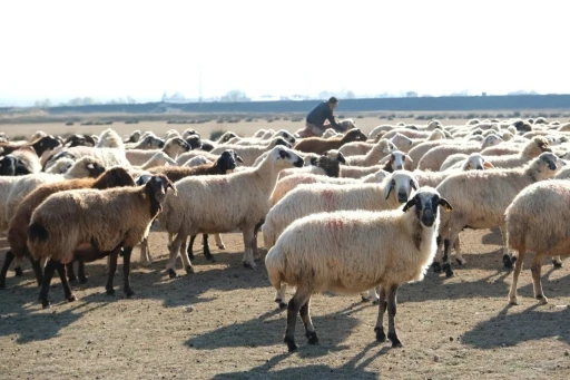 Erzincan&rsquo;da s&uuml;r&uuml;ler merada
