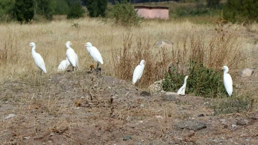 Erzincan’da süzülen kuşların göç hareketleri izleniyor
