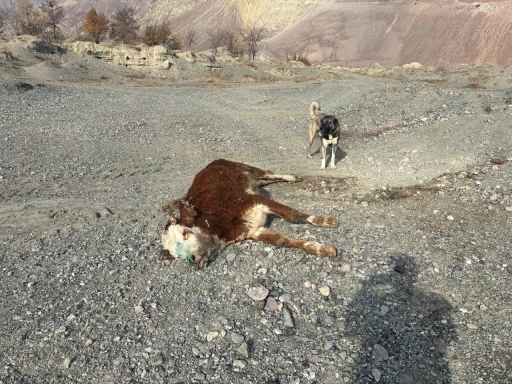 Erzincan’da tehlikeli sorumsuzluk: Şaplı hayvanlar meraya atıldı
