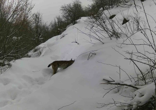 Erzincan&rsquo;da vaşaktan kurda yaban hayatı kayıt altında
