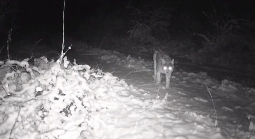 Erzincan&rsquo;da yaban hayatı fotokapanla g&ouml;r&uuml;nt&uuml;leniyor
