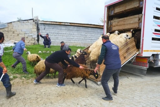 Erzincan&rsquo;da yayla yolculuğu başladı, &uuml;reticiler hayvanları kamyonlara y&uuml;klemekte zorlandı
