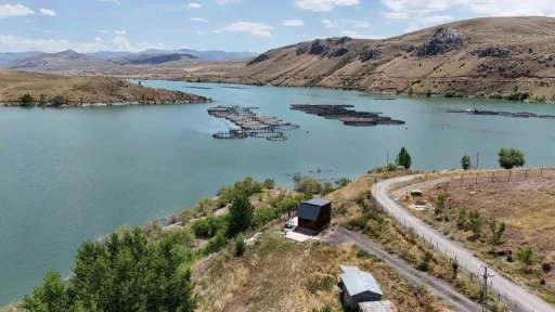 Erzincan&rsquo;da yetişiyor, Trabzon ve Elazığ&rsquo;da somona d&ouml;n&uuml;ş&uuml;yor
