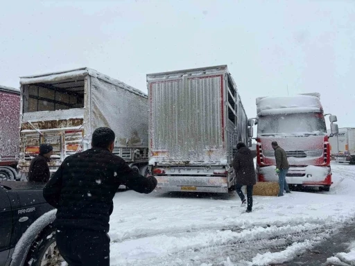 Erzincan&rsquo;da yolda kalan 200 b&uuml;y&uuml;kbaş hayvana yem takviyesi
