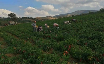 Erzincan kapya biber yetiştiriciliği yaygınlaşıyor
