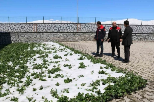Erzincan ve ilçelerini zirai don vurdu
