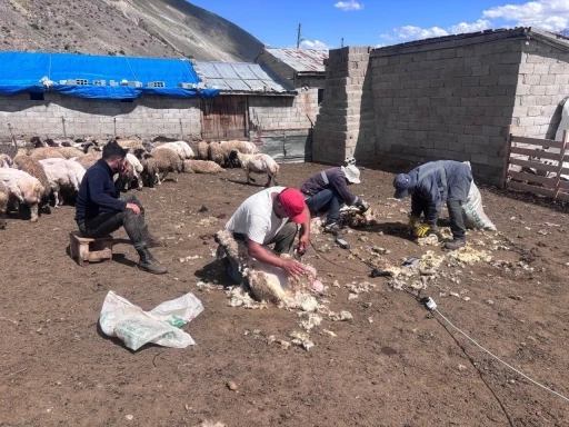 Erzincan yaylalarında kırkım mesaisi
