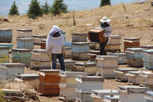 Erzincanlı arıcıların &quot;tatlı&quot; hasat telaşı başladı
