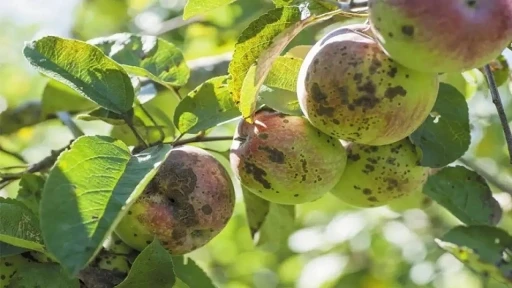 Erzincanlı &uuml;reticilere kara leke hastalığı uyarısı
