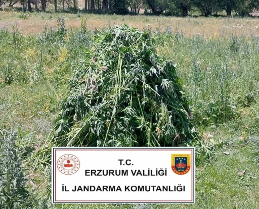 Erzurum’da 867 kök kenevir bitkisi ele geçirildi
