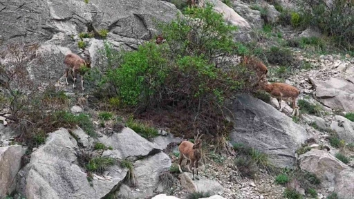 Erzurum&rsquo;da dağ ke&ccedil;ileri ana yola indi
