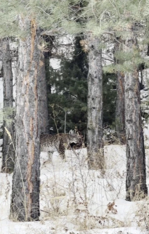 Erzurum&rsquo;da nesli tehdit altındaki vaşak g&ouml;r&uuml;nt&uuml;lendi
