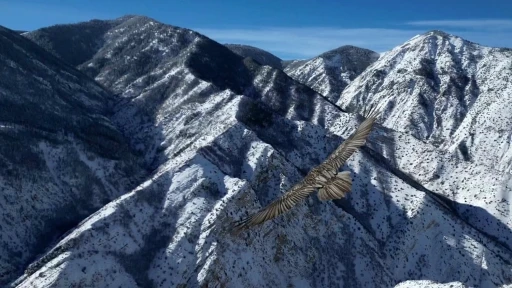 Erzurum&rsquo;da sakallı akbaba dron ile g&ouml;r&uuml;nt&uuml;lendi
