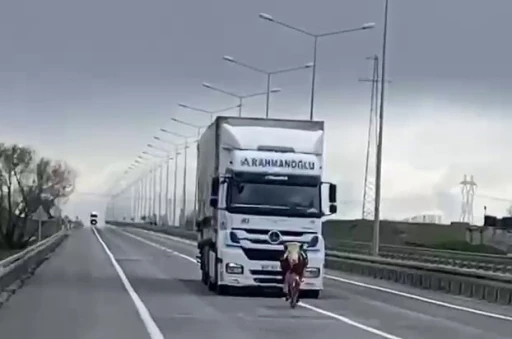 Erzurum’da tosun karayoluna çıktı
