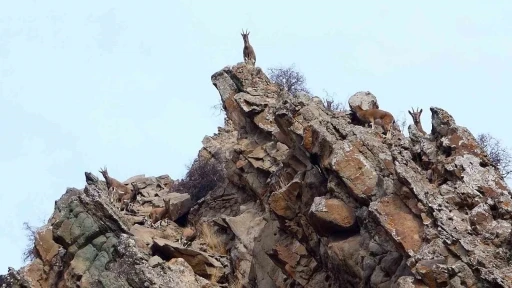 Erzurum&rsquo;da yaban hayatı fotokapanlara takıldı
