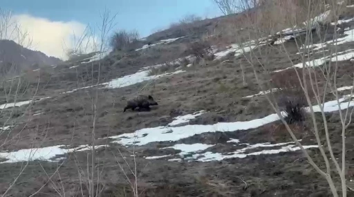 Erzurum&rsquo;da yavru yaban domuzu s&uuml;r&uuml;s&uuml;n&uuml; arıyor
