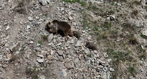 Erzurum Oltu&rsquo;da bozayı iki yavrusuyla g&ouml;r&uuml;nt&uuml;lendi
