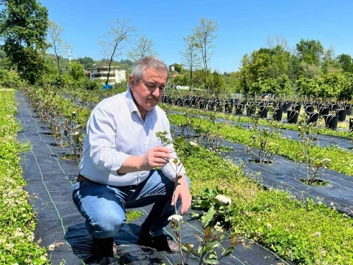 Eski başkanın &quot;şifa bahçesi&quot;: Siyasi yorgunluğu tıbbi aromatik bitkilerle atıyor
