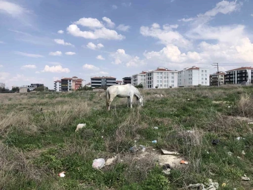 Eskişehir’de başıboş atlar

