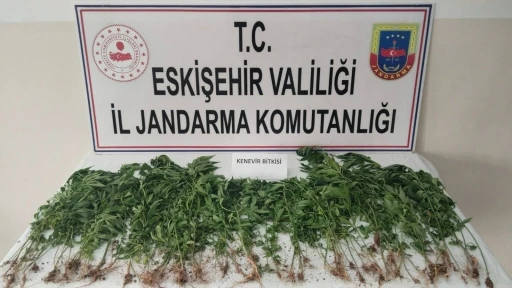 Eskişehir’de kamu arazisine kenevir eken şahıs suçüstü yakalandı
