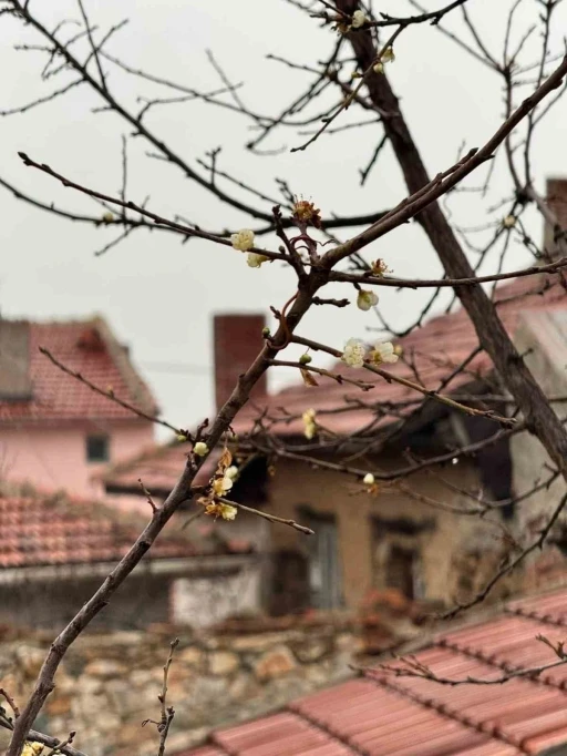 Eskişehir&rsquo;de kayısı ağacı Aralık ayında &ccedil;i&ccedil;ek a&ccedil;tı

