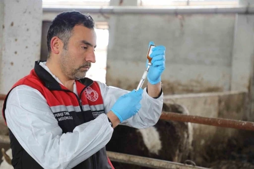 Eskişehir’de şap aşılama kampanyası yüzde 100 başarıyla tamamlandı
