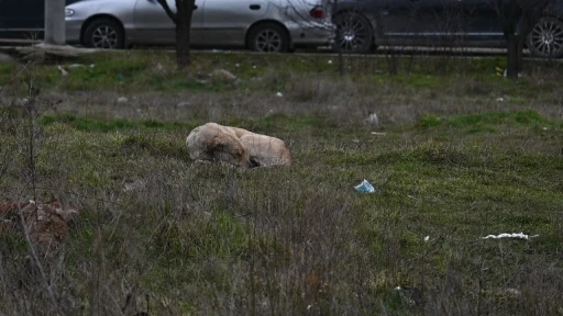 Eskişehir&rsquo;de toplanmayan başıboş k&ouml;pekler tedirgin ediyor
