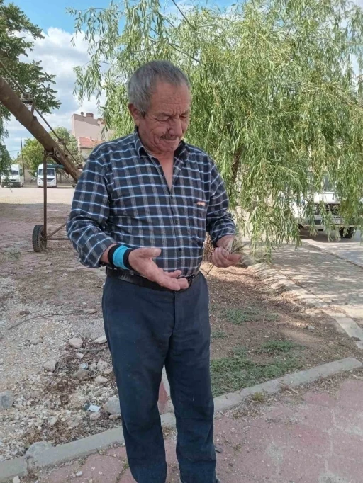 Eskişehir’de zirai don, buğday ve arpa üretimini vurdu
