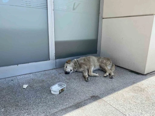 Eskişehir’deki sıcaklar köpekleri de etkiledi

