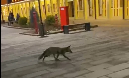 Eskişehir garında tren beklerken gördükleri tilki karşısından hayrete düştüler
