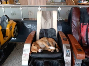 Eskişehir Şehirlerarası Otobüs Terminali’ndeki sevimli köpek vatandaşların ilgi odağı oldu
