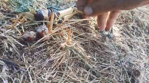 Et&ccedil;il &ccedil;ekirgeyi balıkla besledi
